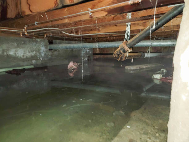 Best Carpet water damage restoration  in Walnut Creek, NC